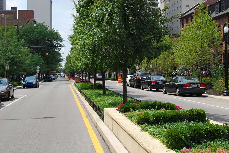 How to select the best trees for City Street plantings?