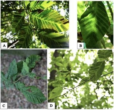 The diseased leaf stages