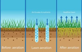 Lawn Aeration and Overseeding graphic