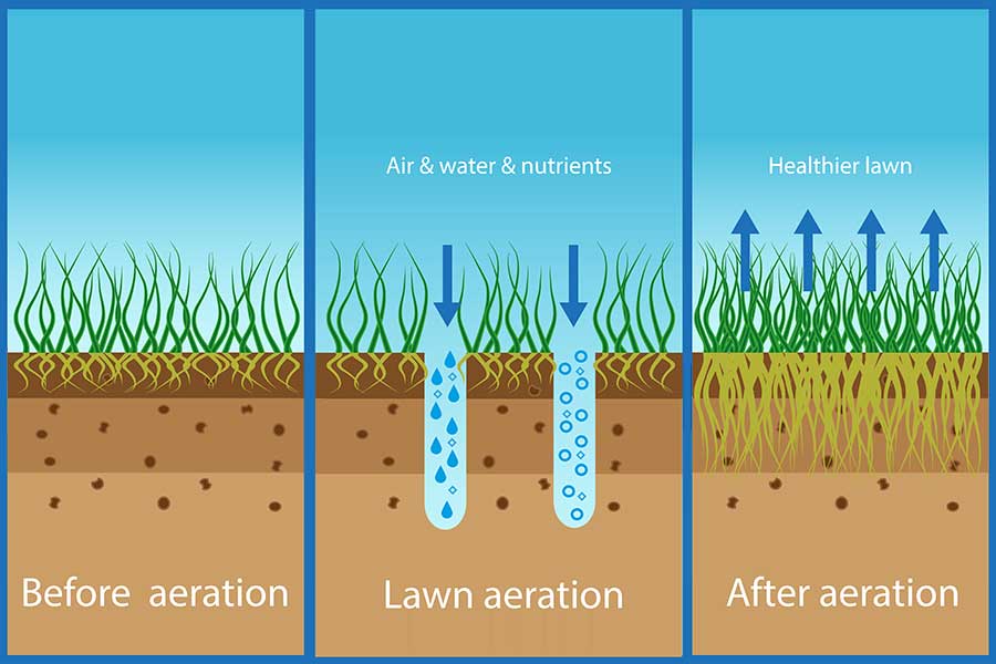 Lawn Aeration and Overseeding graphic